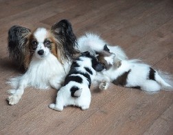 Лишение родительских прав. Юрпроект Семейство